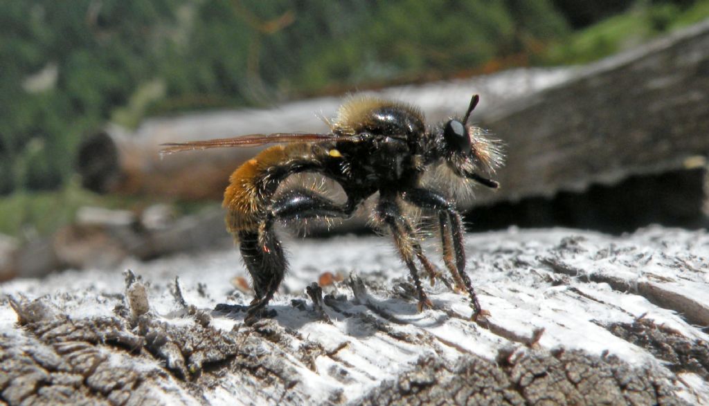 Asilidae: Laphria flava in deposizione